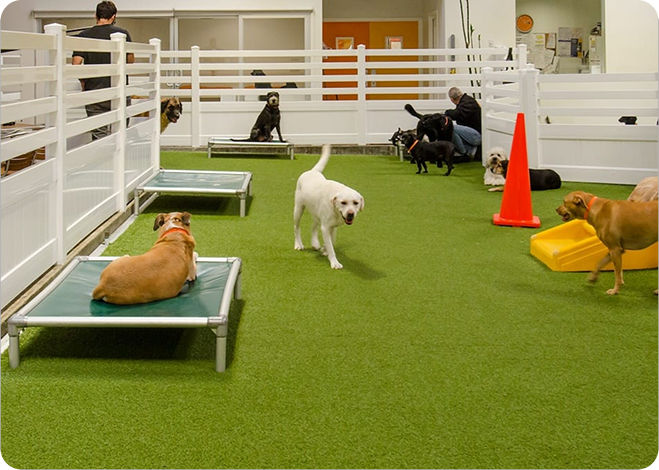 Commercial Pet Facilities and Shelters